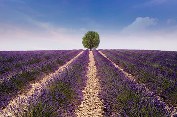 Plakat lavender field with tree