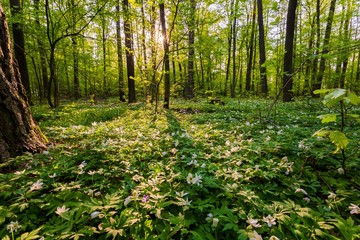 White wild flowers in spring forest
