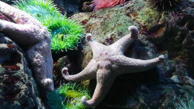 Existem cerca de 1.600 esp&eacute;cies de estrela-do-mar no fundo do mar em todos os oceanos do mundo