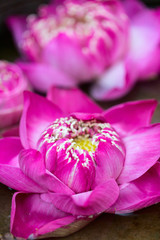 Obraz na płótnie Canvas Lotus flowers close up