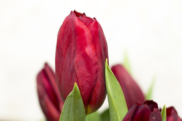 Bouquet of red tulip isolated on white background