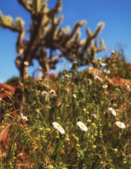 flowers with cactus in background
