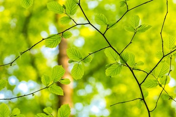 New green leaves on tree branches at spring