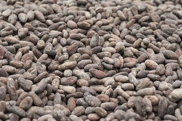 Dried cocoa beans / Dried cocoa beans, fermentation.