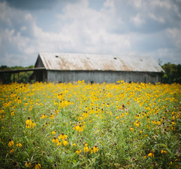barn surrounded by flowers