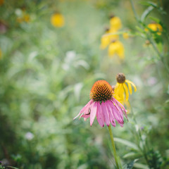 flower in field