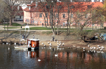 The Vltava river and swans