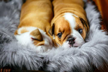 Portrait of cute english bulldog in the basket,selective focus