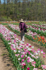 A woman wearing a straw hat browses through rows of color flowers at a tulip farm.