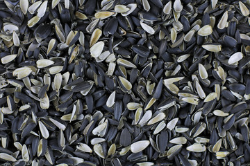 Black shells, husk of sunflower seeds. Top view. For texture or background.