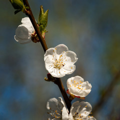 Beautiful impressive pink and white Japanese apricot sakura flower. Joy and beauty of spring