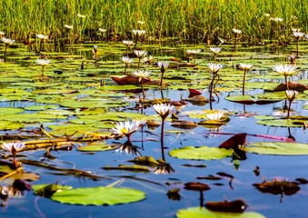 Landscape of the Okavango Delta in Botswana during summer period