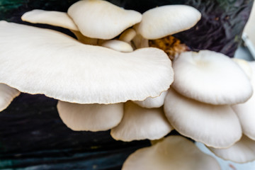 Oyster mushroom or Pleurotus ostreatus as easily cultivated mushroom