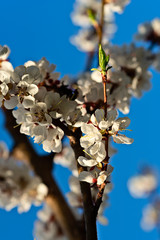 Beautiful impressive pink and white Japanese apricot sakura flower. Joy and beauty of spring