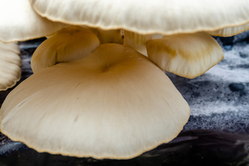 Oyster mushroom or Pleurotus ostreatus as easily cultivated mushroom
