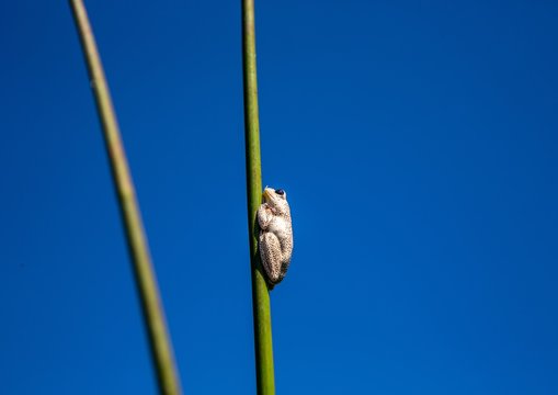 Marbled reed frog at  the Okavango Delta in Botswana during summer period