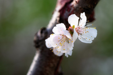 Beautiful impressive pink and white Japanese apricot sakura flower. Joy and beauty of spring