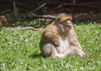 Picture of playing and eating barbary macaques on a meadow during summertime