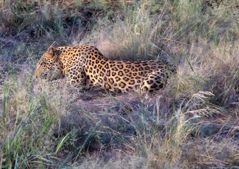 Leopard Male on a farm at Namibia during summer