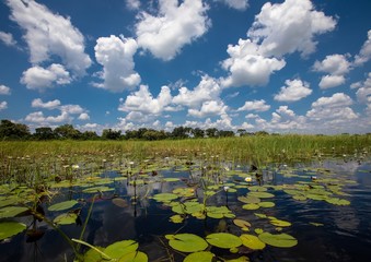 Landscape of the Okavango Delta in Botswana during summer period