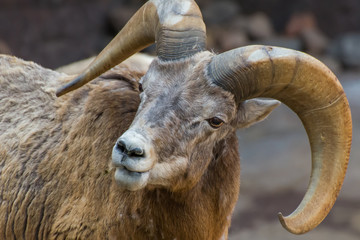 bighorn sheep