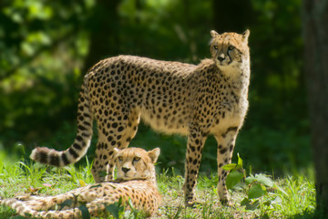 Fototapeta premium cheetahs