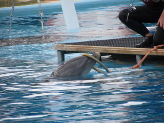 Dolphin