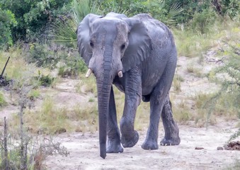 African Elephant in the Nxai Pan National Park in Botswana during summer time