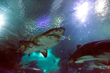 Shark in the oceanarium