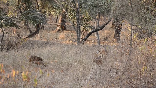 Spotted deer (Axis axis) National Park, India