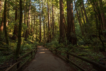 Fototapeta na wymiar Muir woods National Monument near San Francisco in California, USA