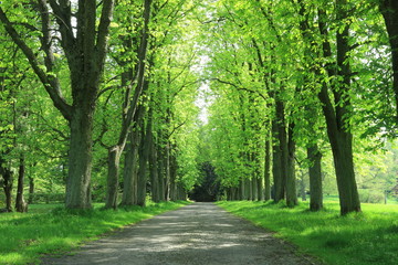 Fototapeta premium Park zamkowy Rauischholzhausen.