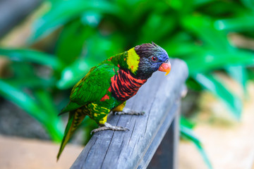 Parrot in the bird park