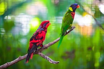 Parrot in the bird park