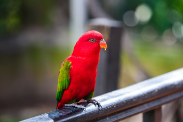 Parrot in the bird park