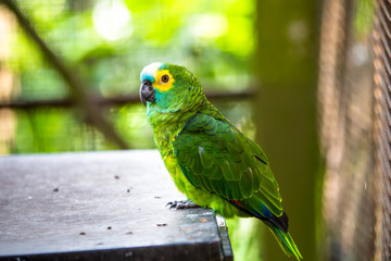 Parrot in the bird park