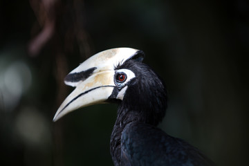 Hornbill in the bird park