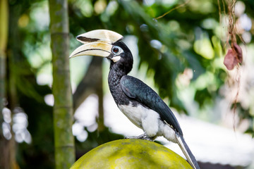 Hornbill in the bird park