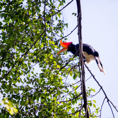 Hornbill in the bird park