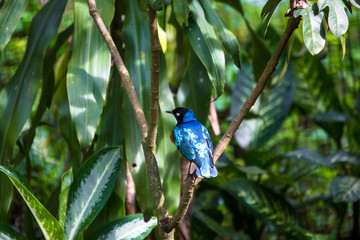 Bird in the zoo