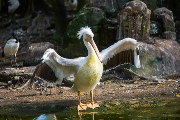 Pelican in the bird park
