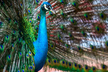 Obraz premium Peacock in the bird park