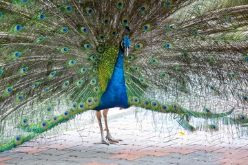 Fotobehang Peacock in the bird park © Maygutyak
