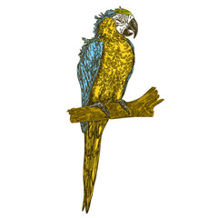 Colorful macaw parrot sitting on branch. Color. Engraving style. Vector illustration.