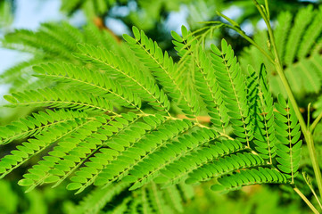 green branch fern