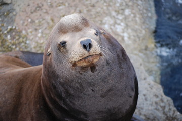 Happy sea lion