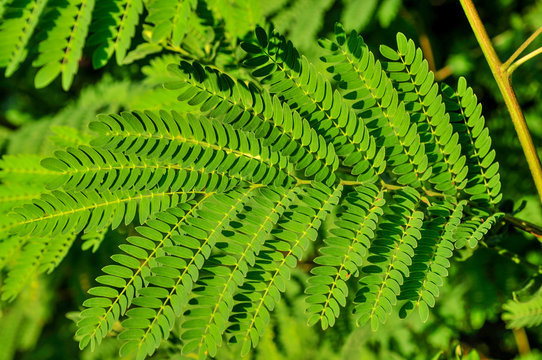 green branch fern
