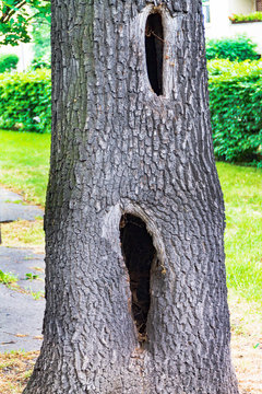 a hollow in a tree, a diseased tree, a hole in the bark