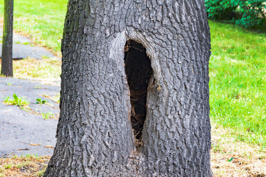a hollow in a tree, a diseased tree, a hole in the bark