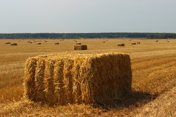 Hay in square bales in summer on a yellow field against the horizon - rural landscape, harvesting,...